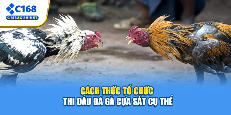 Đá Gà Cựa Sắt C168 - Bí Kíp Cá Cược Từ A Đến Z Cho Người Mới 3 Cách thức tổ chức thi đấu đá gà cựa sắt cụ thể