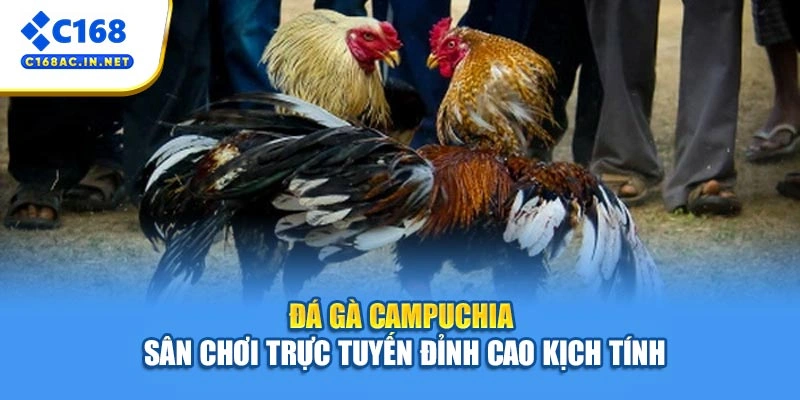 Đá Gà Campuchia – Sân Chơi Trực Tuyến Đỉnh Cao Kịch Tính 1 Đá Gà Campuchia – Sân Chơi Trực Tuyến Đỉnh Cao Kịch Tính
