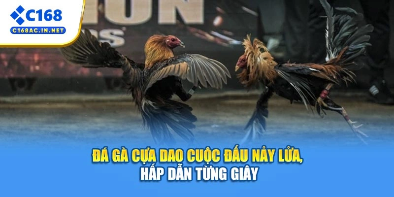 Đá Gà Cựa Dao – Cuộc Đấu Nảy Lửa, Hấp Dẫn Từng Giây 1 Đá Gà Cựa Dao – Cuộc Đấu Nảy Lửa, Hấp Dẫn Từng Giây