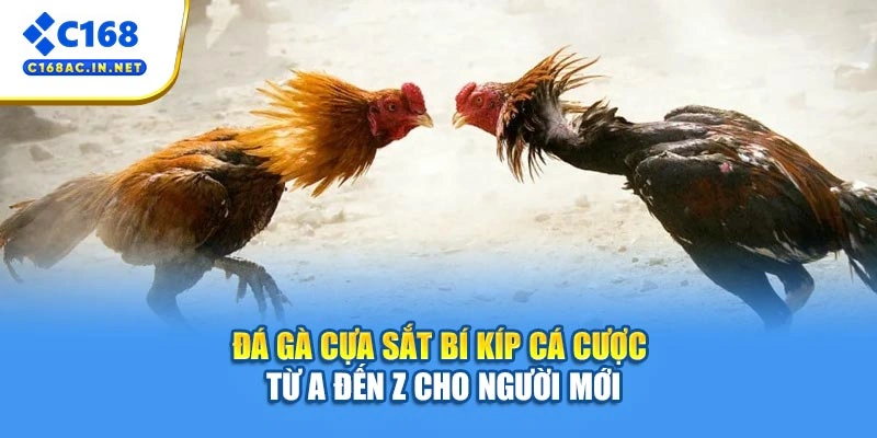 Đá Gà Cựa Sắt C168 - Bí Kíp Cá Cược Từ A Đến Z Cho Người Mới 1 Đá Gà Cựa Sắt - Bí Kíp Cá Cược Từ A Đến Z Cho Người Mới