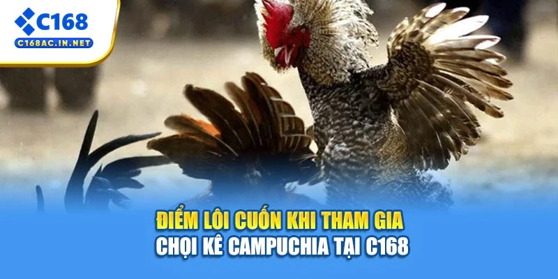 Đá Gà Campuchia – Sân Chơi Trực Tuyến Đỉnh Cao Kịch Tính 3 Điểm lôi cuốn khi tham gia chọi kê Campuchia tại C168