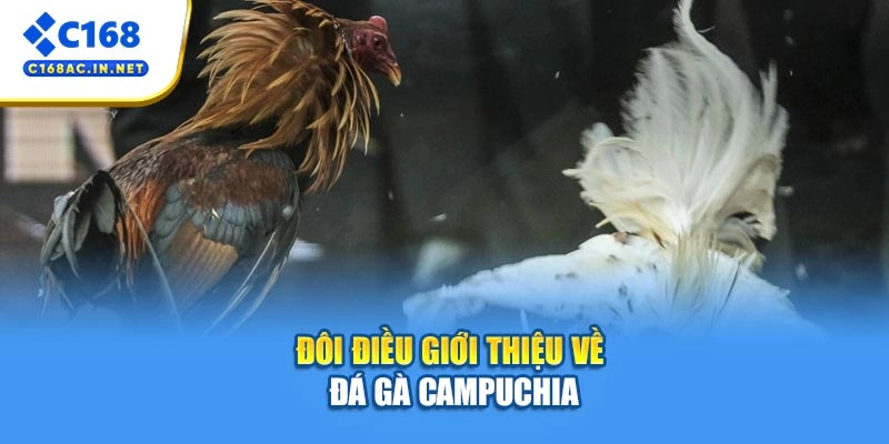 Đá Gà Campuchia – Sân Chơi Trực Tuyến Đỉnh Cao Kịch Tính 2 Đôi điều giới thiệu về đá gà Campuchia
