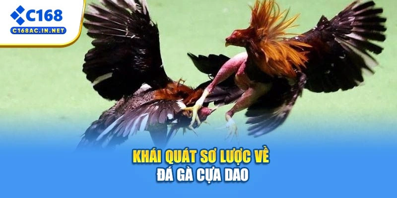 Đá Gà Cựa Dao – Cuộc Đấu Nảy Lửa, Hấp Dẫn Từng Giây 2 Khái quát sơ lược về đá gà cựa dao