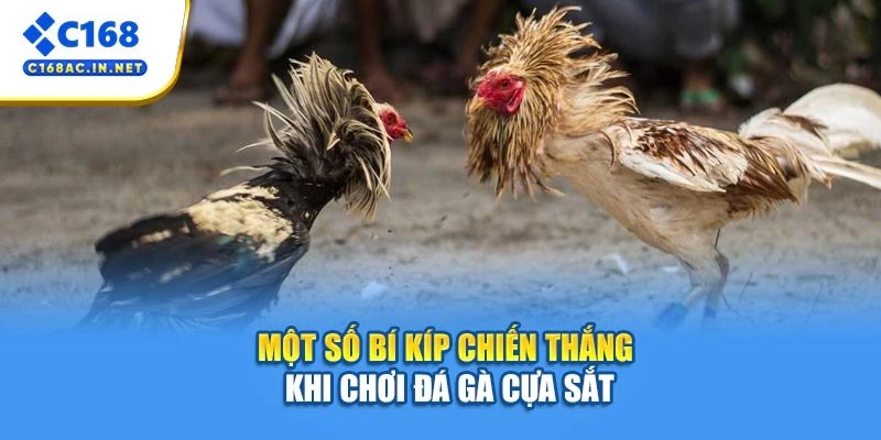 Đá Gà Cựa Sắt C168 - Bí Kíp Cá Cược Từ A Đến Z Cho Người Mới 4 Một số bí kíp chiến thắng khi chơi đá gà cựa sắt