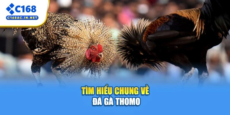 Đá Gà Thomo - Sân Chơi Nảy Lửa, Cơ Hội Thắng Cực Cao 2 Tìm hiểu chung về đá gà Thomo